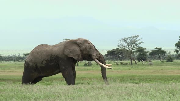 African Elephant (Loxodonta africana) lock shot of big bull  in the grasslands,Amboseli N.P., Kenya