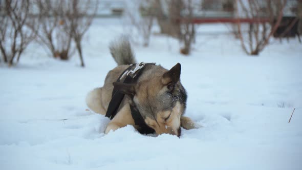 Dog is Lying in the Snow Walking with the Dog