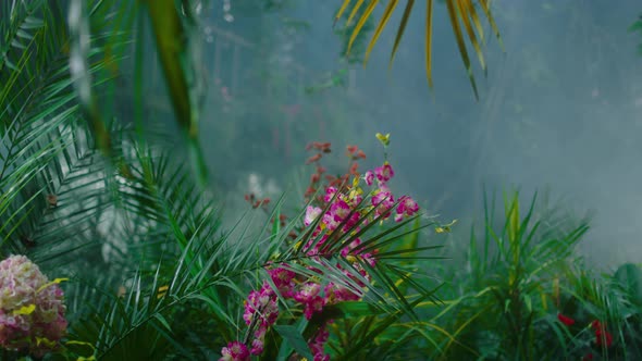 Tropical Greens Taking Video of a Diverse Plants