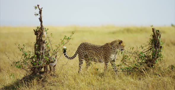 Cheetah and cubs in the savanna