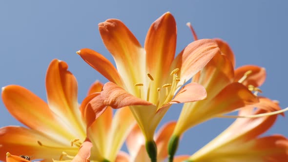 Shallow DOF orange  flowering  natal lily plant 4K 2160p 30fps UltraHD  footage - Close-up of Clivia