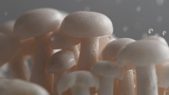 Water droplet on enoki mushroom. Slow Motion.