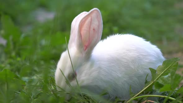 Funny Baby White Rabbit Eat Green Grass