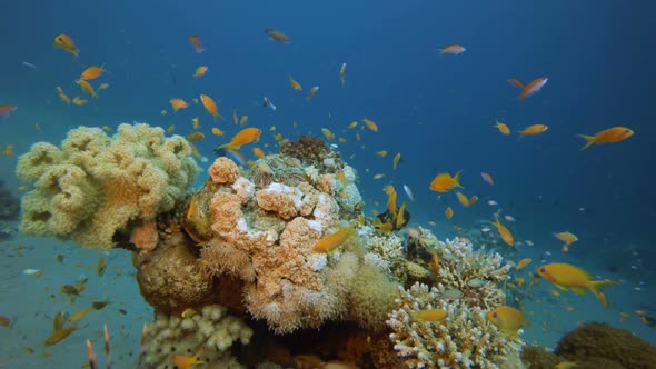 Colorful Tropical Fishes Seascape