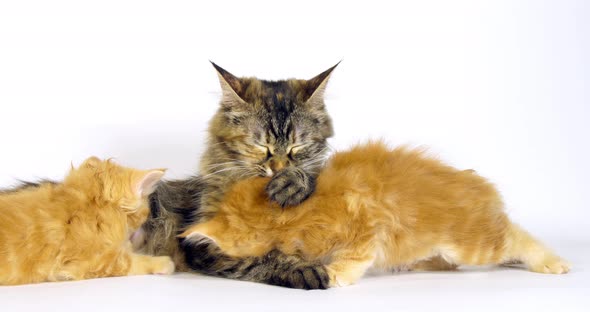 Brown Tortie Blotched Tabby Maine Coon, Cream Blotched Tabby maine Coon, Female and Kitten Suckling