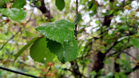 Close Up View of Leaf in Rain Closeup