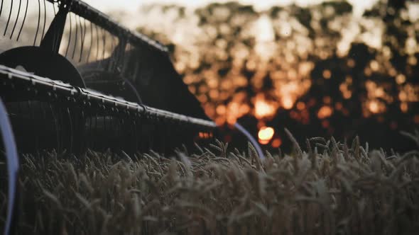 Wheat Harvest