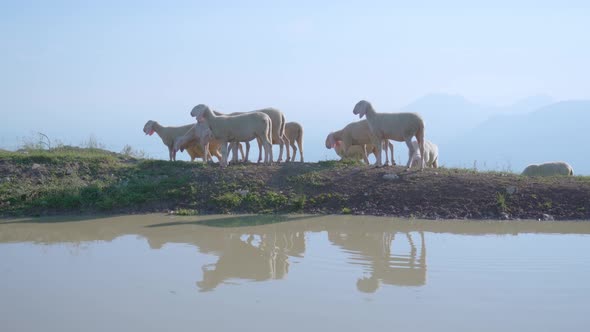 Sheep are Walking in Front of the Puddle in the Mountains