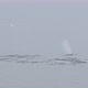 MS Humpback whale (Megaptera novaeangliae) swimming in sea / Antarctica - VideoHive Item for Sale
