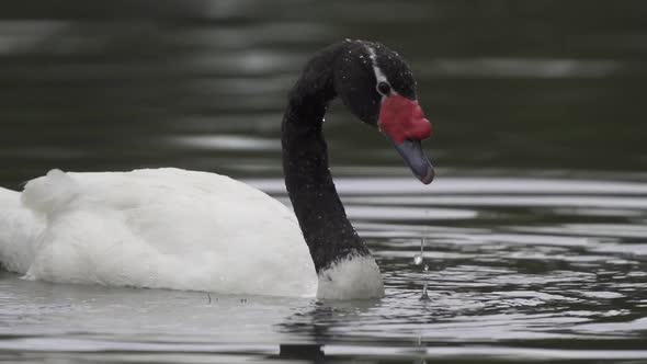 Close up of a black necked-swan floating on a pond while sinking underwater looking for food. Slow m