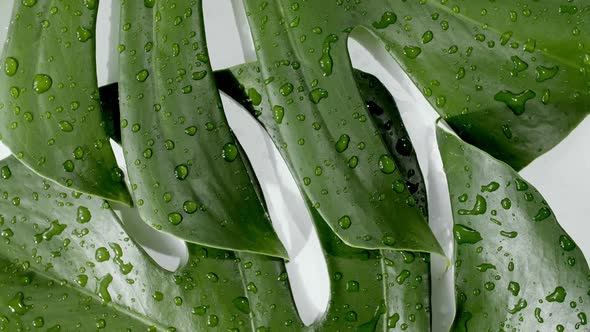 Green Tropical Leaves Monstera with Rotation on White Background