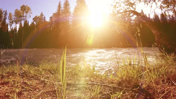 Meadow at Mountain River Bank. Landscape with Green Grass, Pine Trees and Sun Rays. Movement on