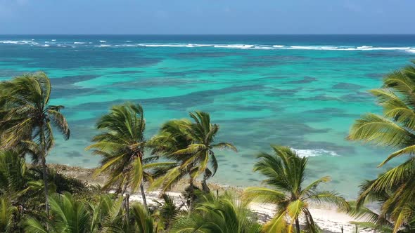 Wild Tropical Coastline with Coconut Palm Trees and Turquoise Caribbean Sea