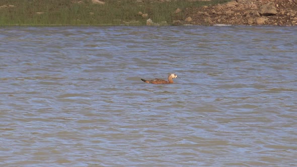 A Single Wild Shelduck Swimming in Lake