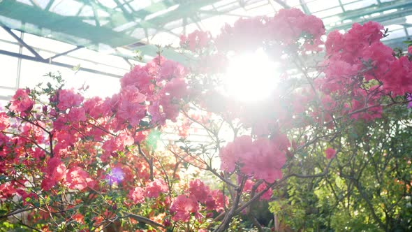 Sunny Greenhouse with Blooming Flowers