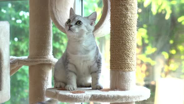 Cute Scottish Cat Looking On Cat Tower