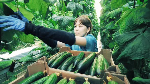 Young Woman Picks Green Cucumbers in Glasshouse.