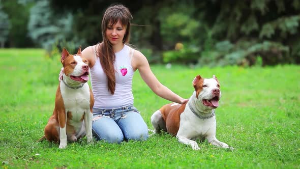 Young Dog Pit Bull Terrier