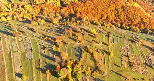 Aerial Top View Travel Autumn in Yellow Forest