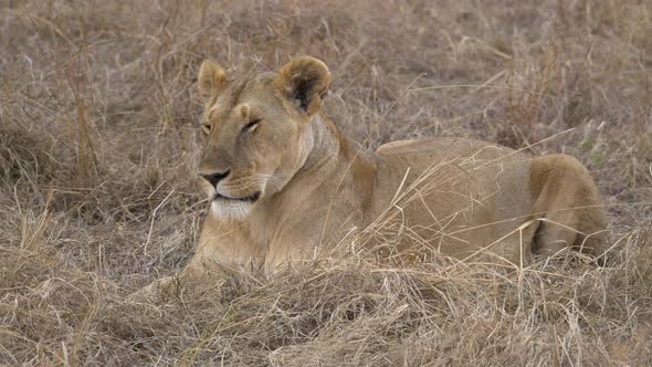 African lioness resting in dry grass