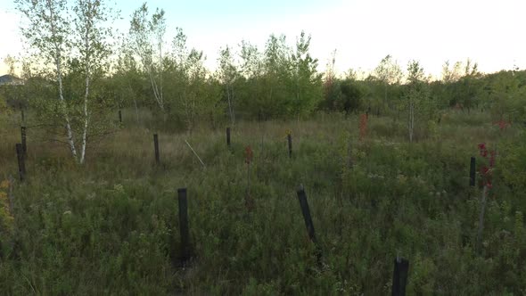 Drone rising above small clear opening used to grow new trees for environment