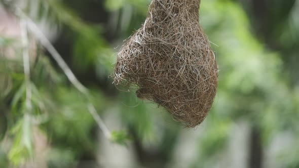 Indian silverbill bird flying out of a discarded baya weaver bird nest slow motion