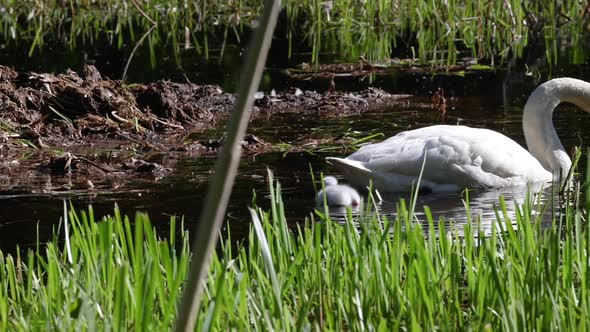 Handheld shots of Mother swan swimming with small chicks, in sunny lake water