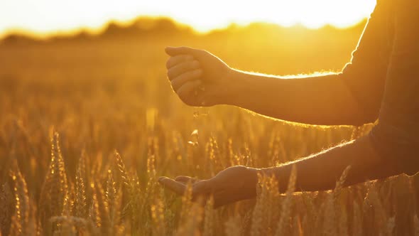 Ripe grains in man's hands against setting sun. 