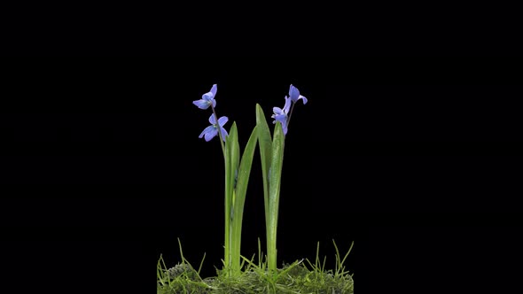 Time-lapse of opening blue Scilla flower with ALPHA channel