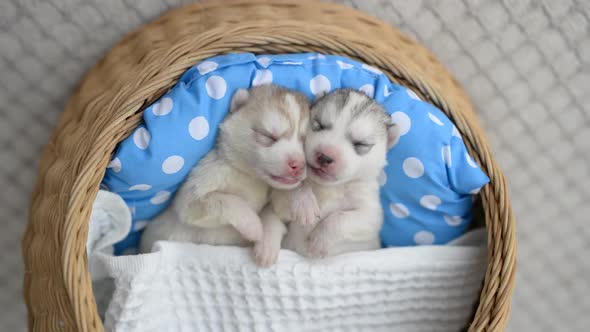 Cute Siberian Husky Puppy Sleeping And Hugging In A Basket