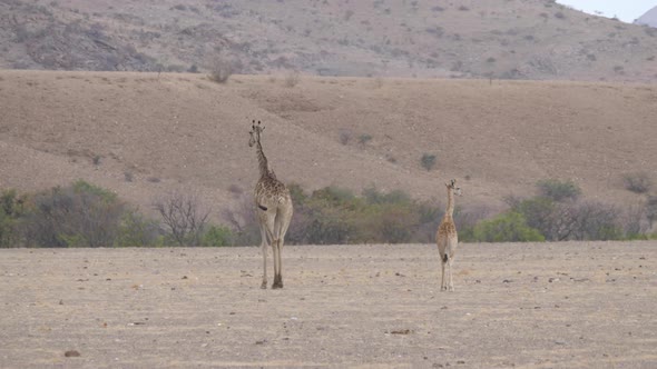Mother and baby giraffe walking on the savanna