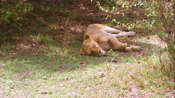 Lioness Resting in Savanna Woods at Africa