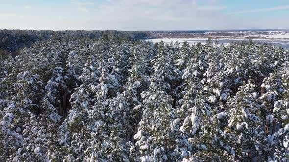 The Landscape Above Winter Forest near the Lake in Sunny Day