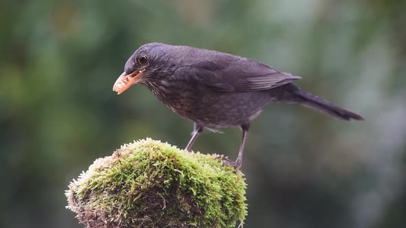 Blackbird eating on small rock