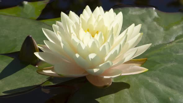 Time lapse of white water lily flower opening in pond, waterlily blooming stages in timelapse