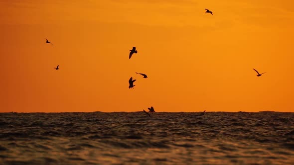 A Flock of Seagulls Fly and Fish in the Sea