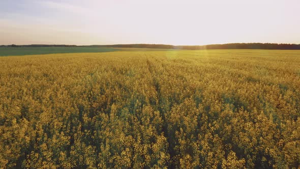 Aerial View Of Agricultural Landscape With Flowering Blooming Rapeseed Oilseed In Field Meadow In