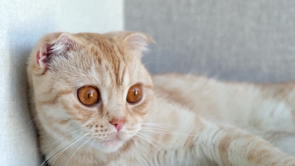 Close Up Portrait of Red British Scottish Fold Cat with Big Brown Eyes