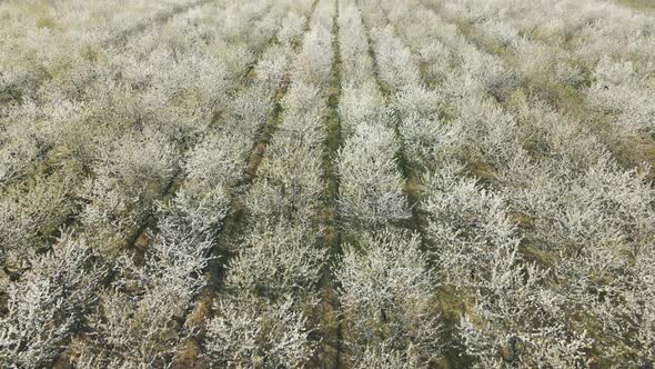 Aerial Photo of Rows of Blooming Cherry Trees in Northern California