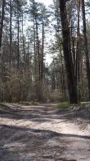 Vertical Video of a Road in the Forest Slow Motion