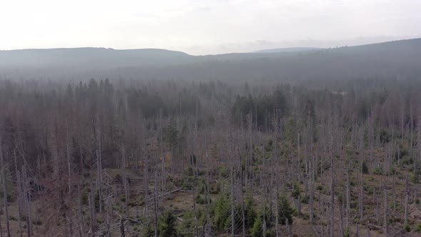 Dead and Dying Forest Caused by the Bark Beetle Aerial View