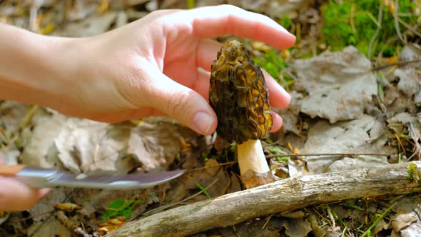 Morchella conica in the spring forest. A girl cuts a mushroom with a special camping knife