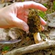 Morchella conica in the spring forest. A girl cuts a mushroom with a special camping knife - VideoHive Item for Sale