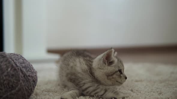 Baby Playing with Cat