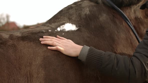 Girl stroking a older brown horse with white dot in on his back slow motion.
