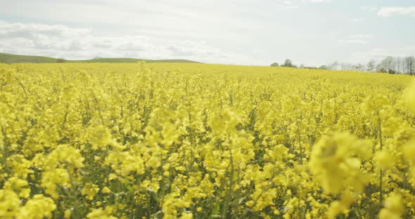 Swaying Canola Flowers Under Beautiful Skies in Jutland, Denmark