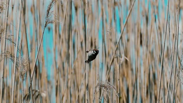 A small bird flies up from the reeds.