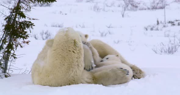 Medium shot zooms in to tighter shot of Polar Bear sow and cubs resting. They stir and then settle i