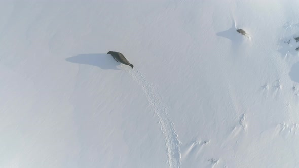 Antarctica Weddell Seal Aerial Landscape View