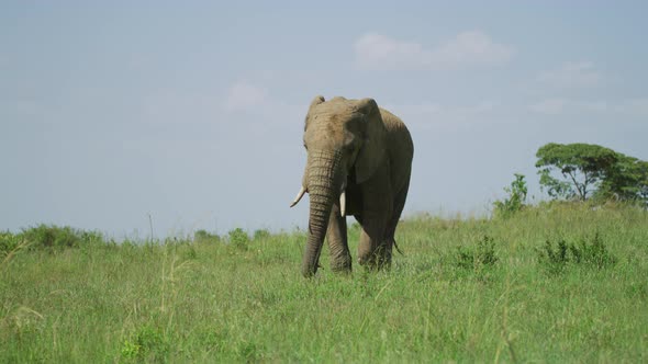 Elephant walking and eating grass